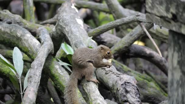 Wiewiórka Zwyczajna Callosciurus Notatus Jedząca Banana — Wideo stockowe