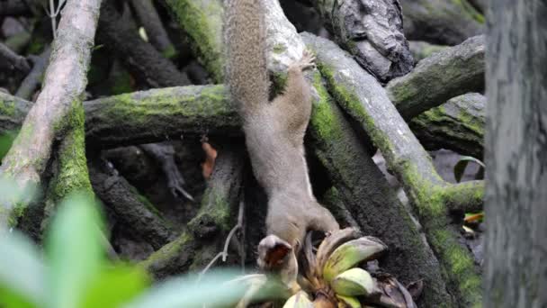 Wiewiórka Zwyczajna Callosciurus Notatus Jedząca Banana — Wideo stockowe
