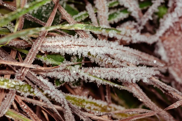 Зимова Країна Чудес Ранкові Морози Траві — стокове фото
