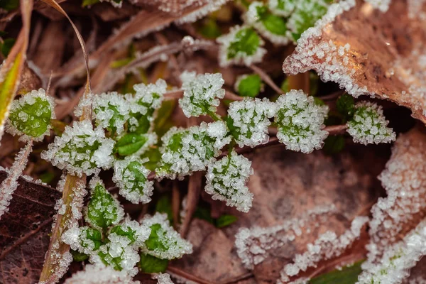Vinterlandskap Morgonfrost Gräset — Stockfoto
