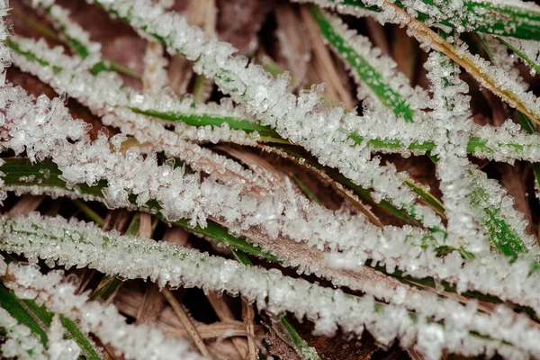 Winter Wonderland Salju Pagi Rumput — Stok Foto