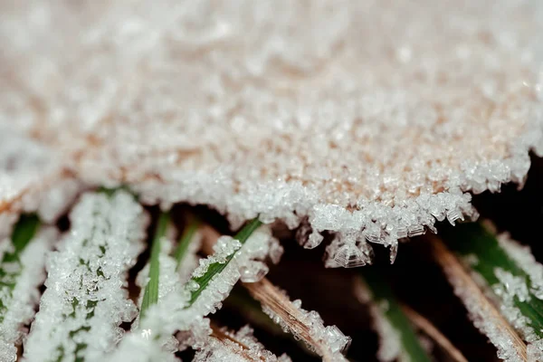 Яскраво Кольорове Осіннє Листя Запиленням Морозів — стокове фото