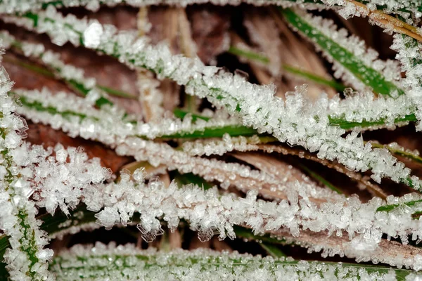 Зимняя Страна Чудес Утренние Морозы Траве — стоковое фото