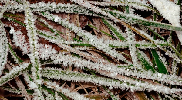 Winter Wonderland Morning Frost Grass — Stock Photo, Image