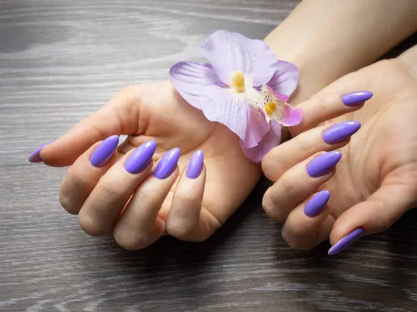 Stylish Trendy Nail Young Woman Hands Violet Manicure Background — Stock Photo, Image