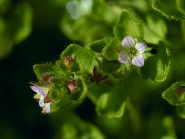 Ayrıntılı çimlere ve Veronica çiçeğine yaklaş