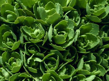 Sedum Spectabile ya da Hylotelephium Spectabile 'i gençlik döneminde yetiştir. Su damlalarıyla dekoratif lahana arka planı.