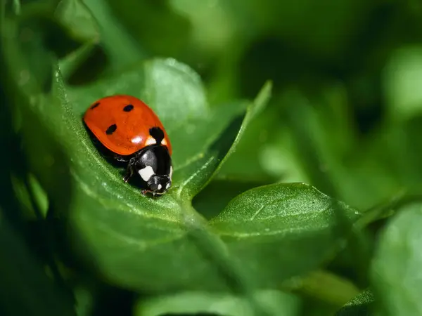 Detailed Closeup Cute Red Seven Spotted Ladybird Coccinella Septempunctata Sitting — Stock Photo, Image