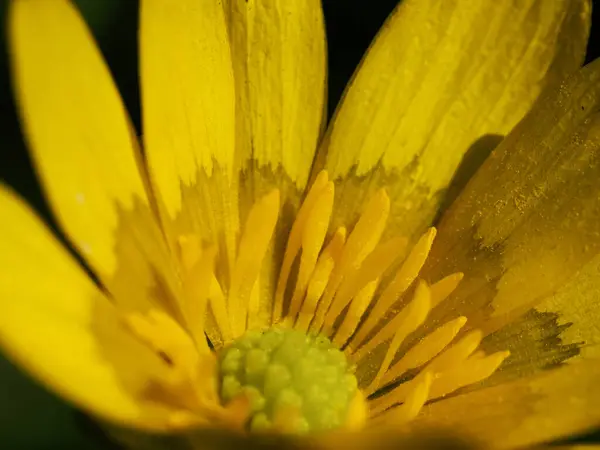 Einzelne Frühlingshafte Gelbe Blüte Der Ficaria Verna Früher Ranunculus Ficaria lizenzfreie Stockfotos