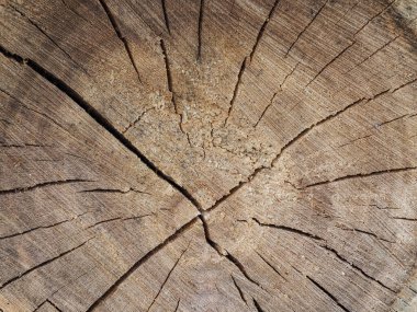 Renkli ahşap bir doku. Doğal ahşabın arka planını kapat.