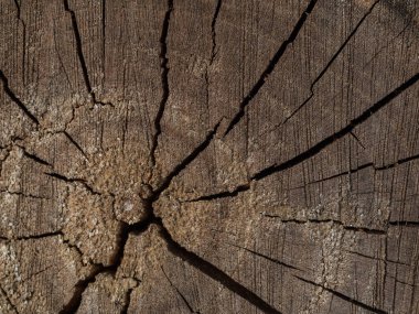 Renkli ahşap bir doku. Doğal ahşabın arka planını kapat.