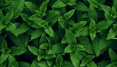 Tropikal yapraklar, soyut yeşil yapraklar doku, doğa arka plan