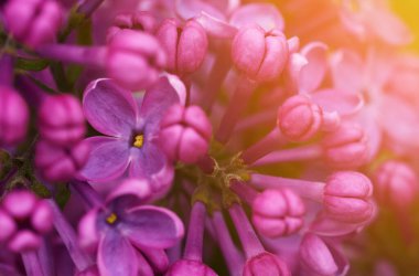 Çalılıklarda bir dal leylak. Leylak çiçekleri. Yazın leylak rengi. Leylak çalısı