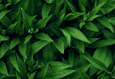 Tropikal yapraklar, soyut yeşil yapraklar doku, doğa arka plan