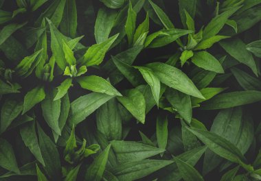 Tropikal yapraklar, soyut yeşil yapraklar doku, doğa arka plan