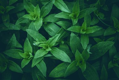 Tropikal yapraklar, soyut yeşil yapraklar doku, doğa arka plan