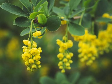 Bahçede Avrupa Böğürtlen (Berberis vulgaris). Sarı çiçekler ve tomurcuklar, çiçek açan Avrupai Böğürtlen, Berberis Vulgaris.