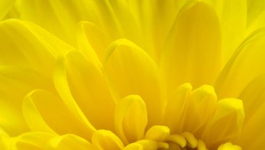 çiçek ve güzel yapraklar, yakın plan, sarı arkaplan