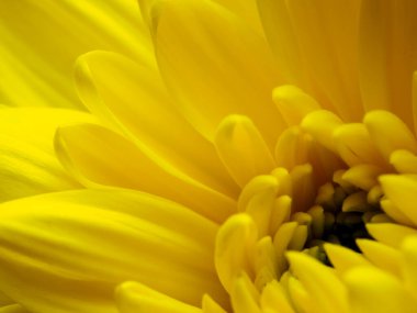 çiçek ve güzel yapraklar, yakın plan, sarı arkaplan