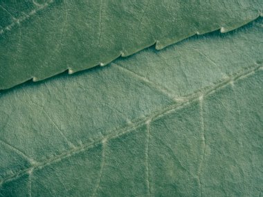 Mavi yaprak dokusunun detaylarını kapat