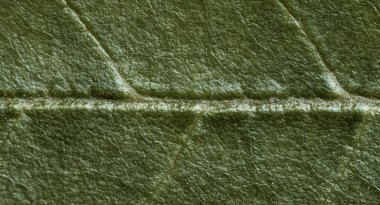 arkaplan dokusu yeşil yaprak yapısı makro fotoğrafçılık