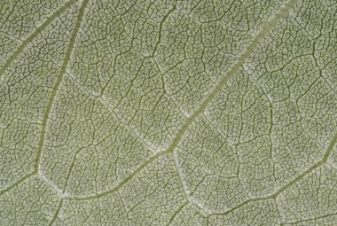 arkaplan dokusu yeşil yaprak yapısı makro fotoğrafçılık