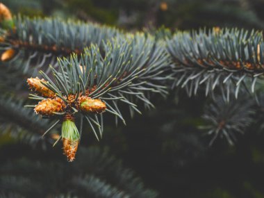 Kış boyunca ormanda yeşil ağaç dalları