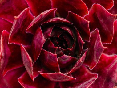 Sempervivum Sektorum bitkisi, kırmızı yapraklı, sulu, yemyeşil bitkiler.