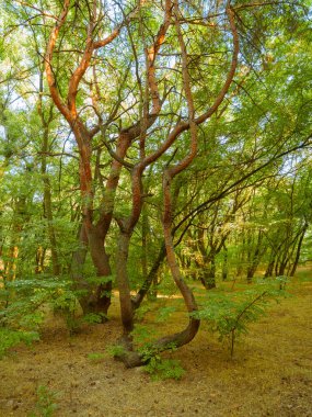 İlkbaharda ağaçların arasından parlayan güneşli güzel bir orman.