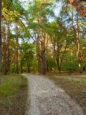 İlkbaharda ağaçların arasından parlayan güneşli güzel bir orman.