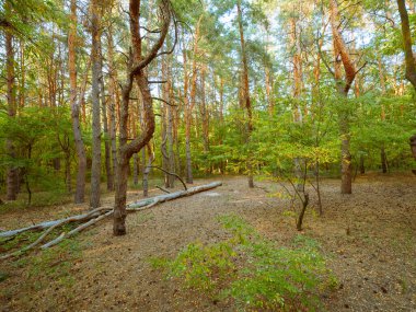 İlkbaharda ağaçların arasından parlayan güneşli güzel bir orman.