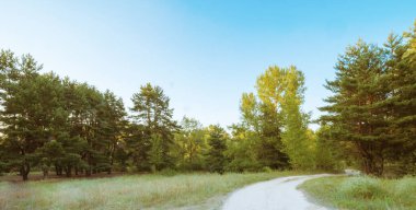 Forest road in pine grove. Beautiful wood trail on forestland landscapes clipart