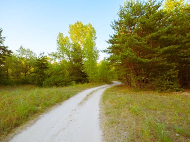 Çam koruluğundaki orman yolu. Orman arazilerinde güzel ahşap patikalar
