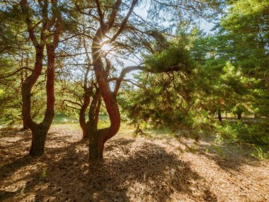 İlkbaharda ağaçların arasından parlayan güneşli güzel bir orman.