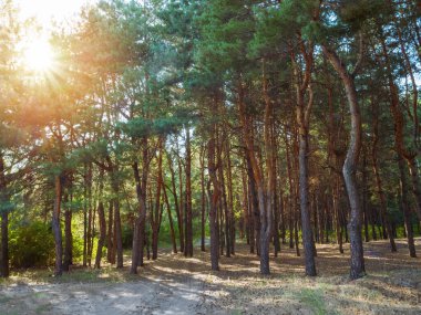 İlkbaharda ağaçların arasından parlayan güneşli güzel bir orman.