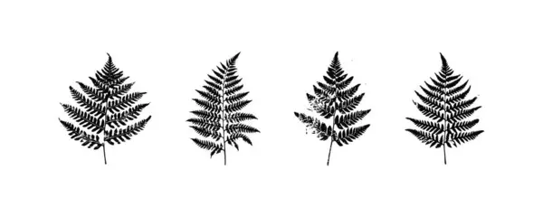 stock vector Black and White Fern Leaf Silhouettes. Vector icon design.