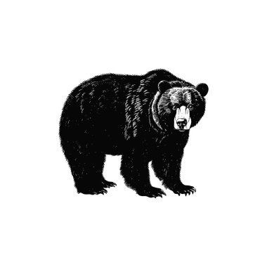 Intricate Black and White Illustration of Black Bear. Vector illustration design. clipart