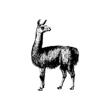 Lama 'nın detaylı siyah-beyaz çizimi. Vektör illüstrasyon tasarımı.