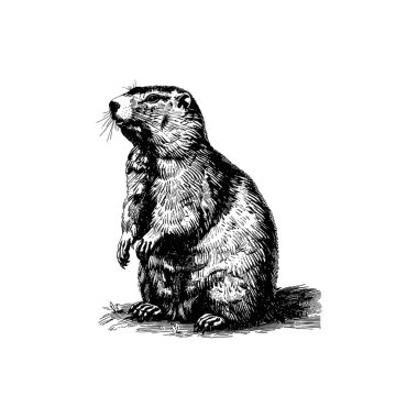 Vintage groundhog standing illustration in black and white. Vector illustration design. clipart