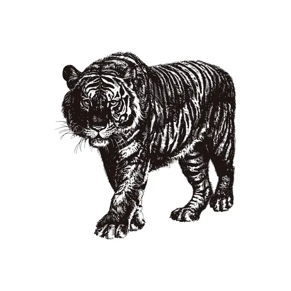 Tiger Walking Illustration in Black and White. Vektör illüstrasyon tasarımı.