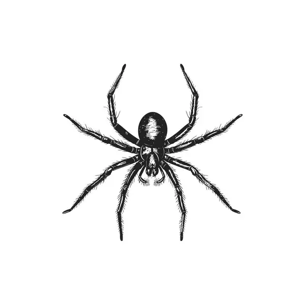 Stock vector Detailed Black and White Spider. Vector illustration design.