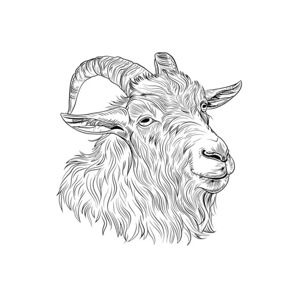 stock vector Detailed Side View Goat Head Line Art Drawing. Vector illustration design.