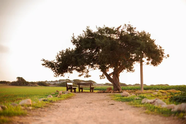 Starý Strom Milenců Kypru Mezi Pšeničným Polem Dvěma Dřevěnými Lavičkami — Stock fotografie