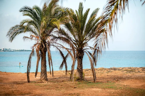 Egzotyczne Palmy Rosnące Plaży Niesamowitym Widokiem Turkusowe Morze Kurorcie Ayia — Zdjęcie stockowe