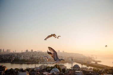 İstanbul Boğazı üzerinde sabah vakti mavi gökyüzünde uçan bir sürü martı var. Türk şehrinde inanılmaz bir gün doğumu. Seyahat ve doğal güzellik kavramı.