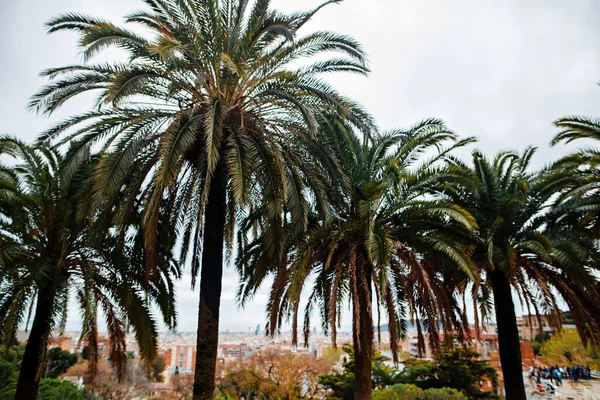 Beautiful View Barcelona City Beautiful Palms Famous Antoni Gaudis Park — Stock Photo, Image