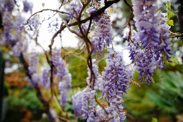 ?lose up of beautiful tree branches with purple flowers at Antoni Gaudi's park. Blossoming spring season in spanish botanical garden.