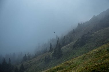 Yeşil yamaçta birkaç kozalaklı ağaç yetişiyor. Sabah vakti yoğun sis olur. Güzel doğal manzara.