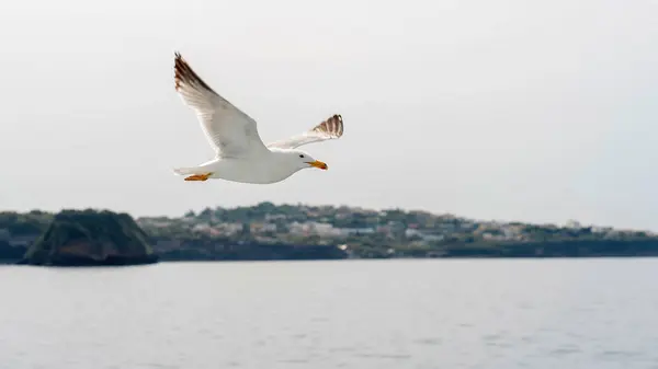 Seagull Flying Sky Sea Iscia Iseland Italy Autumn — Stock Photo, Image