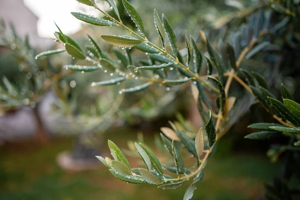 Zblízka Mokré Větve Olivovníku Rozmazaném Pozadí Čerstvé Kapky Letního Deště — Stock fotografie